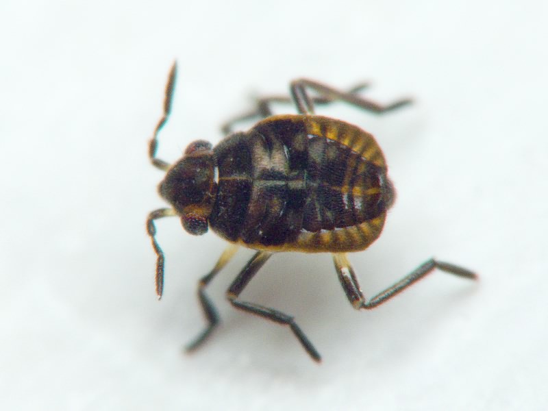 Microvelia reticulata (Burmeister, 1835)